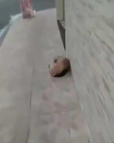 Ownnn cachorrinho ❤️