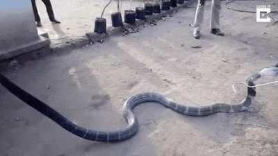 A dehydrated cobra wandered into a nearby village where some kind villagers gave it water