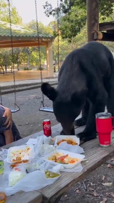 Family was stunned when an intruding bear hopped onto their table to devour their food