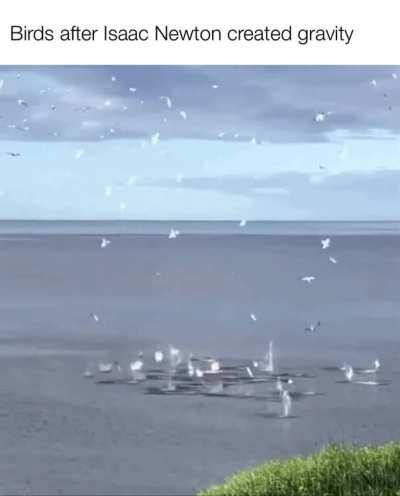 Birds after Isaac Newton created gravity (1687)