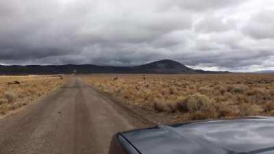 Bull elk trips on fence and snaps it’s neck