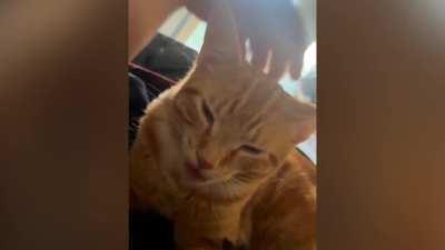 My orange boy being orange