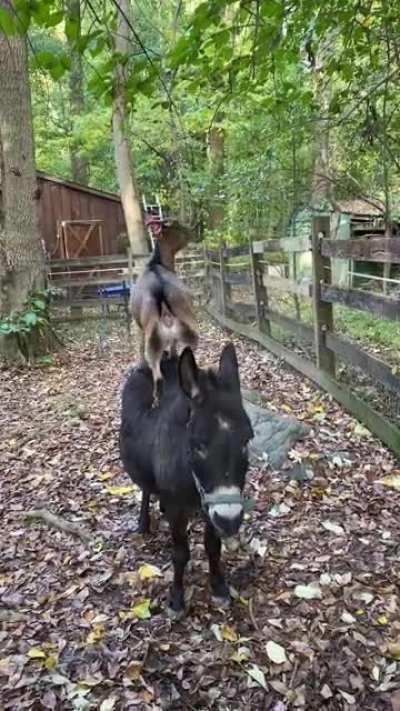 Since y’all liked the photo - here’s a video! 🐴🐐❤️