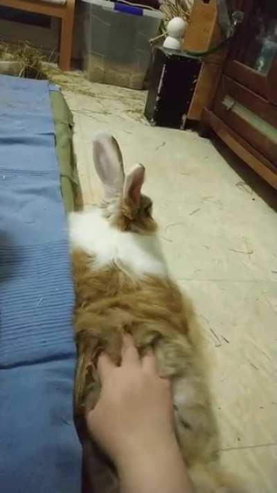 There is no better feeling in the world than touching a fluffy bunny butt!