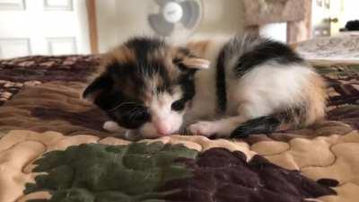 Being two weeks old is exhausting