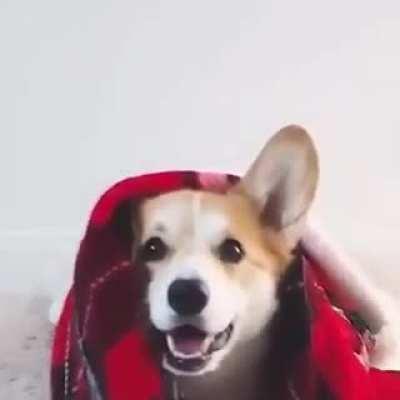 Naughty Corgi looking so adorable....