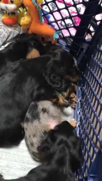 A puppy huging his brother that's having a nightmare