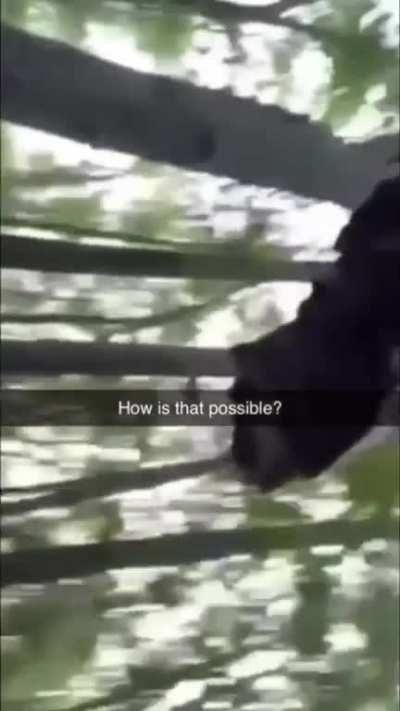 My life without the Tree Chopper mod