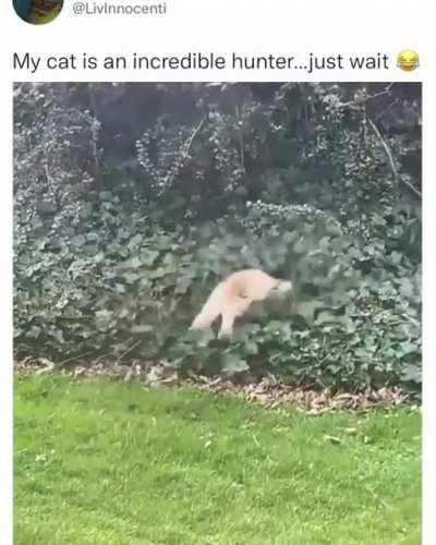 A very calculated hunt