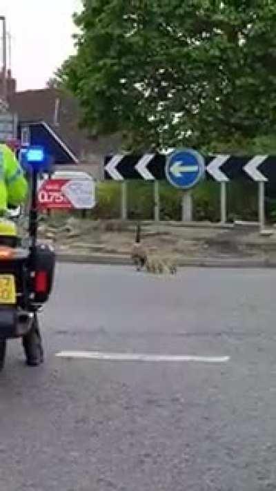 Police escort for important guests