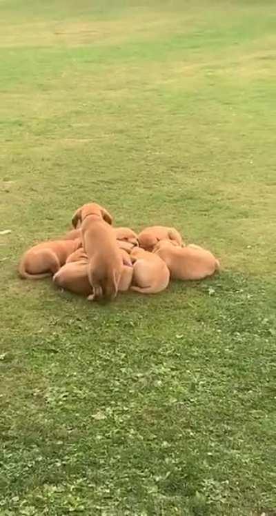 Trying to join the group cuddle