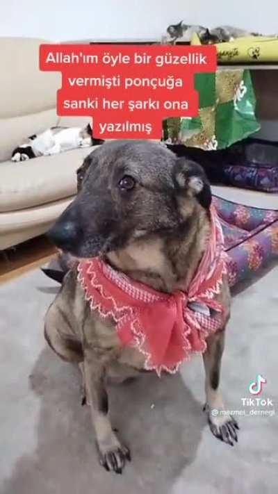 geliyor bak kalemkasli