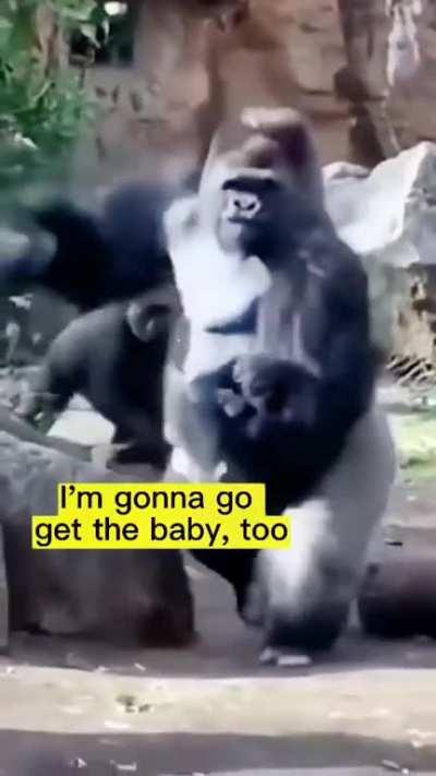gorilla sees a child and shows her child