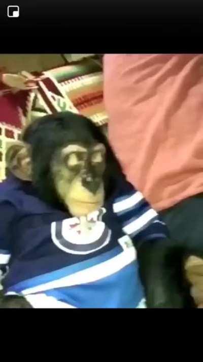 Getting a monkey stoned.