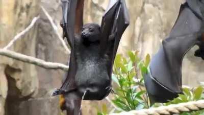 How a bat pees