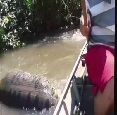 World’s largest snake (anaconda) found in Amazon River in Brazil.