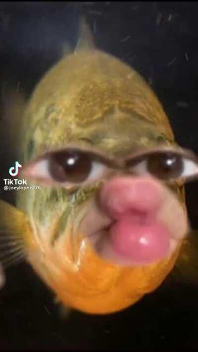 Guess this why they never found nemo