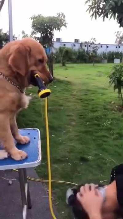 Cuando hasta tu propio perro te odia 🐕