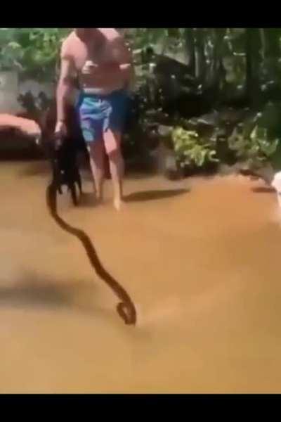 Drunk hero on snek duty (cross post from r/CrazyFuckingVideos)