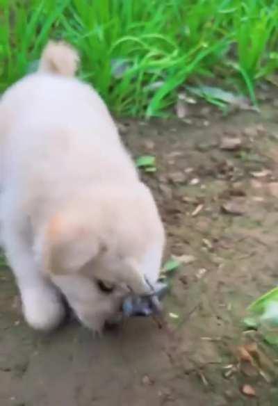 Thank you for liking him. Of course, he ate cucumbers again today and brought his friends !