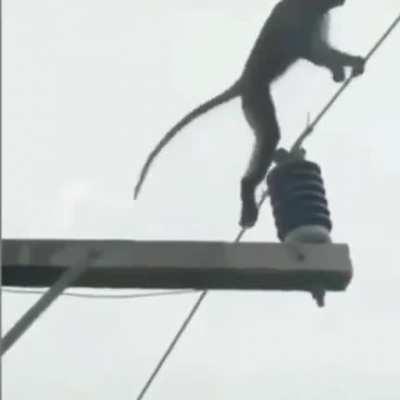 When haces tus monos