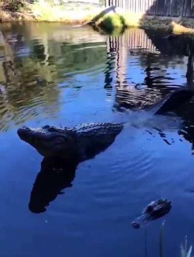 An alligator bellowing in water