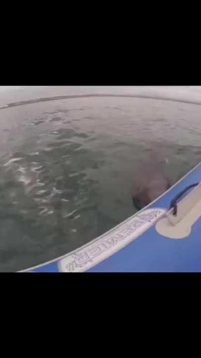 Shark destroys inflatable boat.