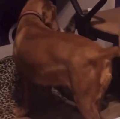 This may have been a bad idea