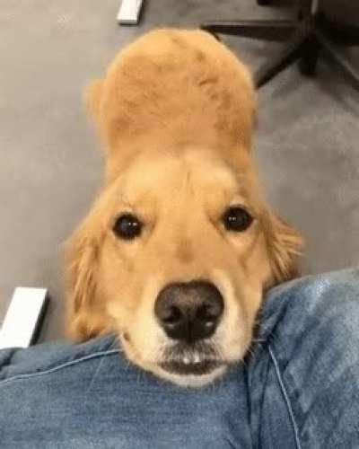 Me when I'm trying to get your attention while you're doing something. HAHAHA It's so cute <3