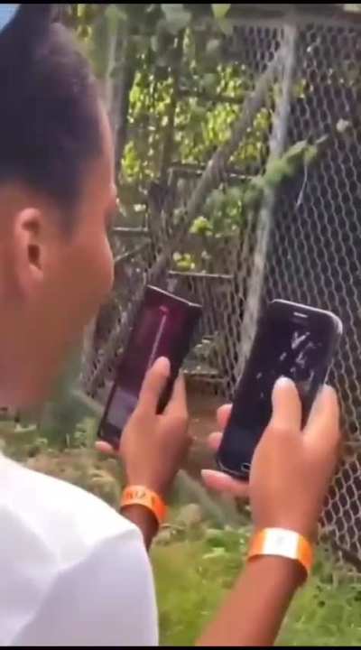 No chance dumb lion, its a fence you see (Warning: graphic)