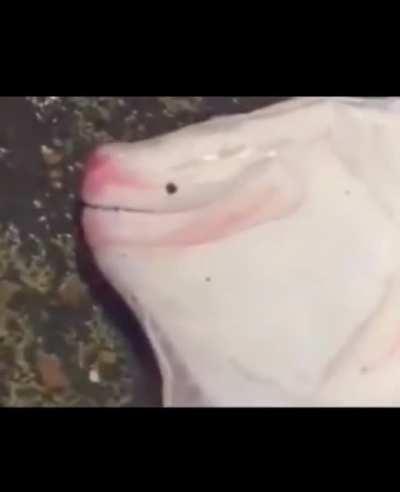 anybody know what fish this is? excuse me for the meme but i'm very curious