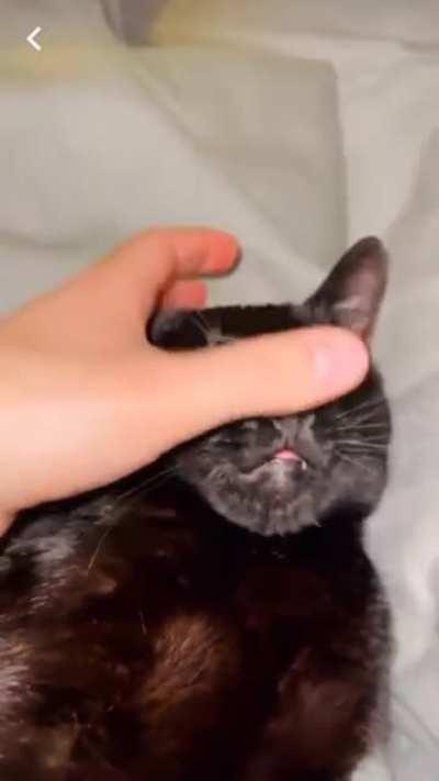 Cat actually takes hooman help to clean itself !