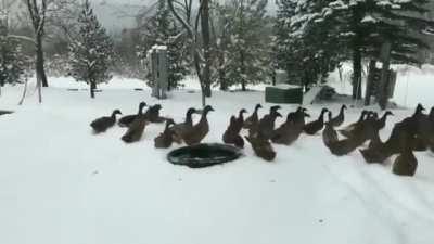Please Enjoy These Ducks Changing Their Minds