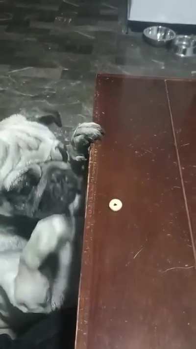 Pug giving it his all for a cheerio