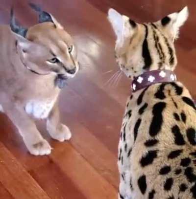 Floppa and Sogga get serious!