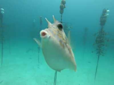 🔥 Sometimes the wildlife thanks us for restoring their coral reef homes! This Cowfish came to find us in our Tavernier Nursery to show some extra love!