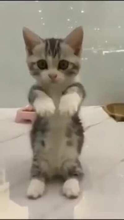 Kitten need help😐😐😐