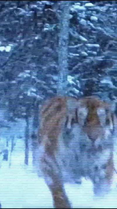 MADE THIS DURING COVID LOCKDOWN TRAY, JUSTEVIL