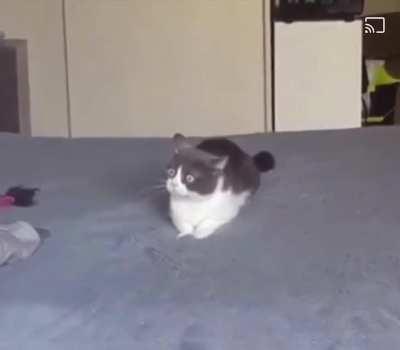 The greebles are everywhere!