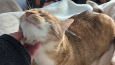 He's the sweetest 🧡