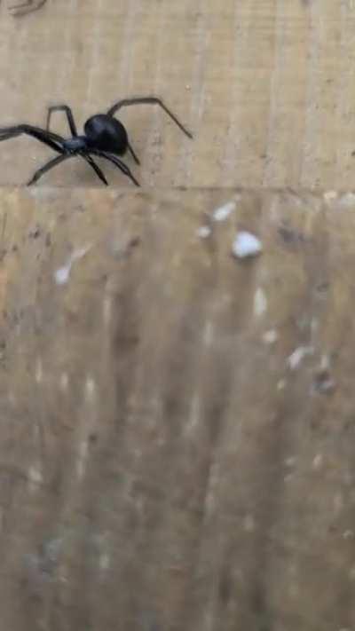 L. Hesperus doin a lil bounce