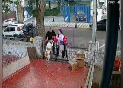 Guy steals the dog's clothes and a family gifts the doggo with a brand new sweater