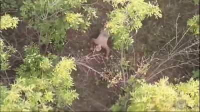 A surrendering Russian soldier gets a drink airdropped by a Ukrainian drone as he crawls towards UA lines. 