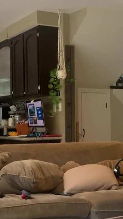 My kitten letting me know he can still reach my plant.