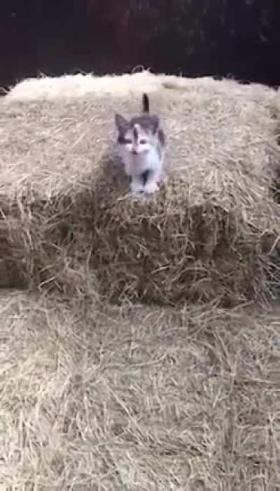 Wait for it. Wait for it. Weeeeeeeeeeeeeee...