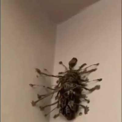 I just found this thing in a Walmart bathroom, wtf is this? It smells really good like fruits or something