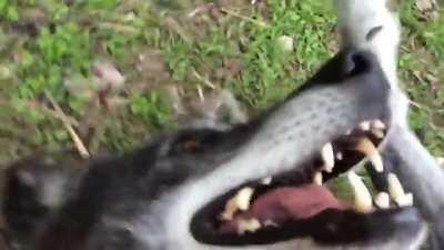 Кто у нас тут хороший волк...?!