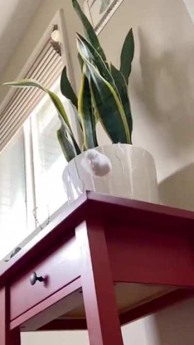 White Birbs CAN Jump! 🤩