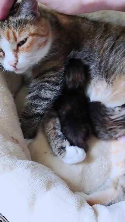 I recently had some illegally smol kittens. Can I make my peasent paw a contact guarenteeing that they will take care of the kittens like they take care of me?