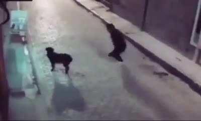 To kick a dog